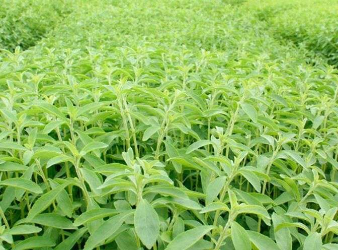 Plantar de Stevia